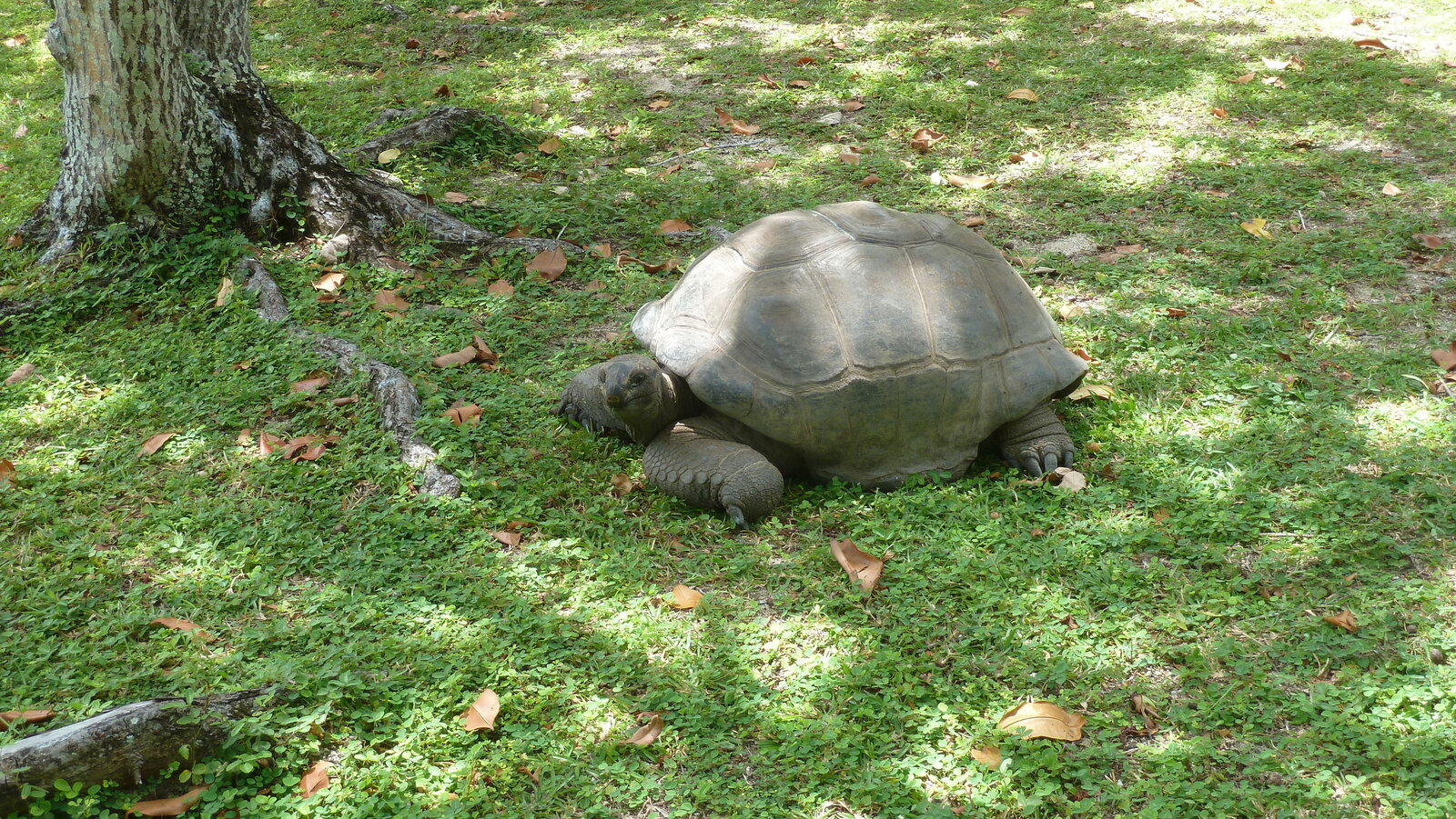 รูปถ่าย เซเชลส์(Seychelles) เกาะกร็องด์เซอร์(Grande Soeur) 2011-10 99