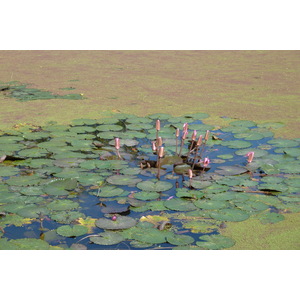 รูปถ่าย ไทย(Thailand) สุโขทัย(Sukhothai) 2010-12 11
