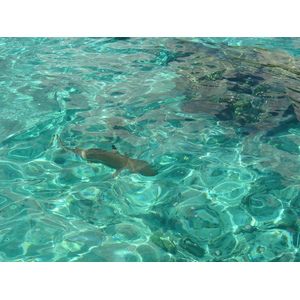 รูปถ่าย เฟรนช์โพลี่นีเซีย(Polynesia) มูเรีย(Moorea) 2006-04 95