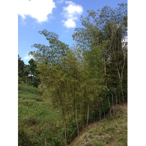 รูปถ่าย คอสตาริกา(Costa Rica) ตูร์รีอัลบา(Turrialba) 2015-03 3