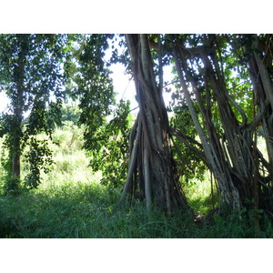 รูปถ่าย นิวแคลิโดเนีย(New Caledonia) ถนนจากกานาลาไปลาฟัว(Canala to La Foa road) 2010-05 58