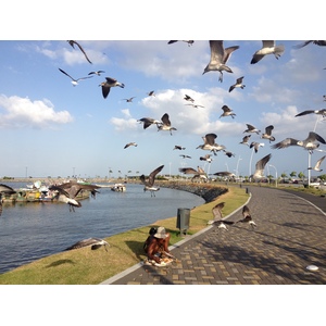 รูปถ่าย ปานามา(Panama) ปานามาซิตี(Panama City) 2015-03 30