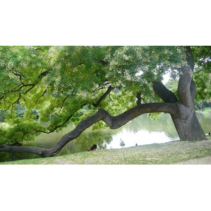 รูปถ่าย ฝรั่งเศส(France) ปารีส(Paris) สวนบุต-โชมง(Parc des Buttes Chaumont) 2007-08 206