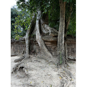 รูปถ่าย กัมพูชา(Cambodia) เสียมราฐ(Siem Reap) ปราสาทตาพรหม(Ta Prohm) 2023-01 49