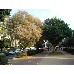 รูปถ่าย อิสราเอล(Israel) เทลอาวีฟ(Tel Aviv) 2006-12 45