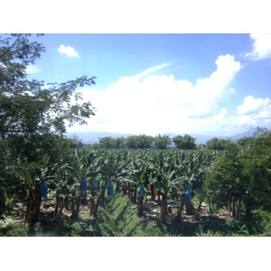 รูปถ่าย คอสตาริกา(Costa Rica) จากลีมอนไปซีกีร์เรส(Limon to Siquirres) 2015-03 23