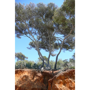 รูปถ่าย ฝรั่งเศส(France) เกาะปอร์เกอรอล(Porquerolles Island) หาดกูร์ตาด(Courtade beach) 2008-05 4