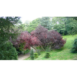 รูปถ่าย ฝรั่งเศส(France) ปารีส(Paris) สวนบุต-โชมง(Parc des Buttes Chaumont) 2007-08 8