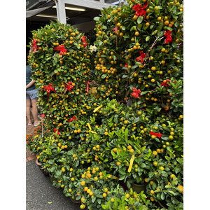 รูปถ่าย สิงคโปร์(Singapore) ไชนาทาวน์(China Town) 2023-01 71