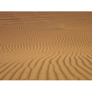 รูปถ่าย สหรัฐอาหรับเอมิเรตส์(United Arab Emirates) อาเลอิน(Al Ain) ทะเล(Desert) 2005-11 4