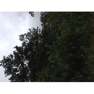 รูปถ่าย ปานามา(Panama) จากดาบิดไปโบกัสเดลโตโร(David to Bocas del toro) 2015-03 53