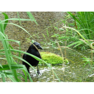 รูปถ่าย ญี่ปุ่น(Japan) เกียวโต(Kyoto) สวนโชเซเอ็ง(Shosei en Garden) 2010-06 8