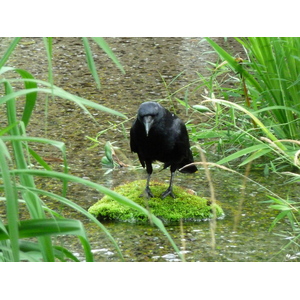 รูปถ่าย ญี่ปุ่น(Japan) เกียวโต(Kyoto) สวนโชเซเอ็ง(Shosei en Garden) 2010-06 77