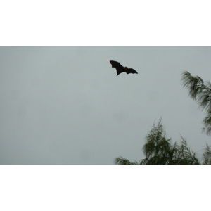 รูปถ่าย เซเชลส์(Seychelles) เกาะกูรีเยิซ(Curieuse) 2011-10 29