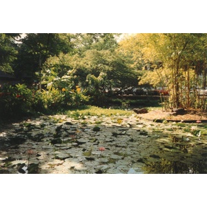 รูปถ่าย เฟรนช์โพลี่นีเซีย(Polynesia) ตาฮิติ(Tahiti) 1993-04 2