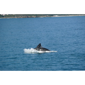 รูปถ่าย แอฟริกาใต้(South Africa) เฮอร์มานัส(Harmanus) 2008-09 121