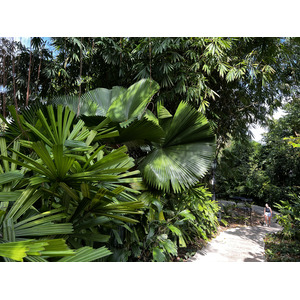 รูปถ่าย สิงคโปร์(Singapore) สวนพฤกษศาสตร์สิงคโปร์(Singapore Botanic Gardens) 2023-01 126