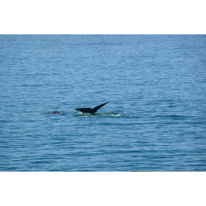 รูปถ่าย แอฟริกาใต้(South Africa) เฮอร์มานัส(Harmanus) 2008-09 74