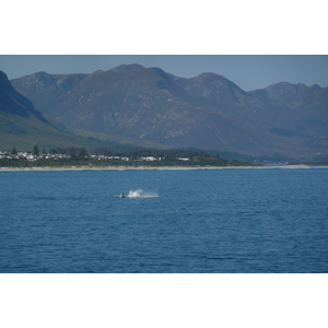 รูปถ่าย แอฟริกาใต้(South Africa) เฮอร์มานัส(Harmanus) 2008-09 173