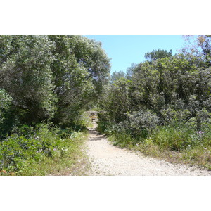 รูปถ่าย ฝรั่งเศส(France) เกาะปอร์เกอรอล(Porquerolles Island) แหลมแบร์ลีเยอ(Bearlieu Point) 2008-05 6