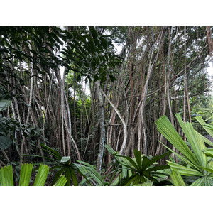 รูปถ่าย สิงคโปร์(Singapore) สวนพฤกษศาสตร์สิงคโปร์(Singapore Botanic Gardens) 2023-01 24