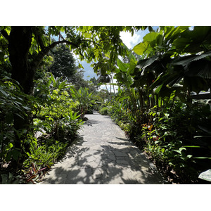 รูปถ่าย สิงคโปร์(Singapore) สวนพฤกษศาสตร์สิงคโปร์(Singapore Botanic Gardens) 2023-01 67