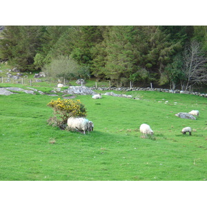 รูปถ่าย ไอร์แลนด์(Ireland) เคอร์รี่(Kerry) สวนสาธารณะคิลลาร์นีย์เนชั่นเนล(Killarney National Park) 2004-05 3