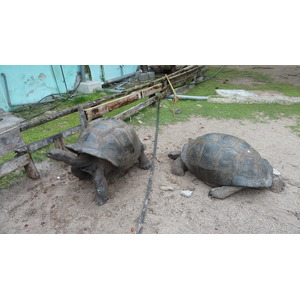 รูปถ่าย เซเชลส์(Seychelles) เกาะกูรีเยิซ(Curieuse) 2011-10 30