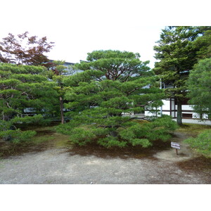 รูปถ่าย ญี่ปุ่น(Japan) เกียวโต(Kyoto) พระราชวังหลวงเกียวโต(Kyoto Imperial Palace) 2010-06 147