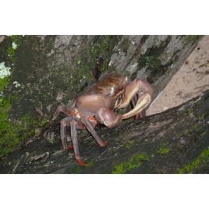รูปถ่าย เซเชลส์(Seychelles) เกาะกูรีเยิซ(Curieuse) 2011-10 31