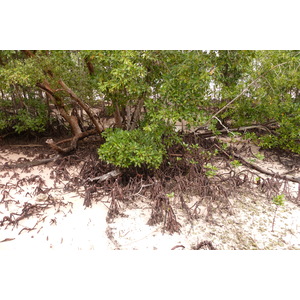 รูปถ่าย เซเชลส์(Seychelles) เกาะกูรีเยิซ(Curieuse) 2011-10 38