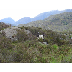 รูปถ่าย ไอร์แลนด์(Ireland) เคอร์รี่(Kerry) สวนสาธารณะคิลลาร์นีย์เนชั่นเนล(Killarney National Park) 2004-05 33