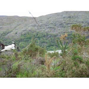 รูปถ่าย ไอร์แลนด์(Ireland) เคอร์รี่(Kerry) สวนสาธารณะคิลลาร์นีย์เนชั่นเนล(Killarney National Park) 2004-05 36