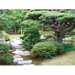 รูปถ่าย ญี่ปุ่น(Japan) เกียวโต(Kyoto) พระราชวังหลวงเกียวโต(Kyoto Imperial Palace) 2010-06 111