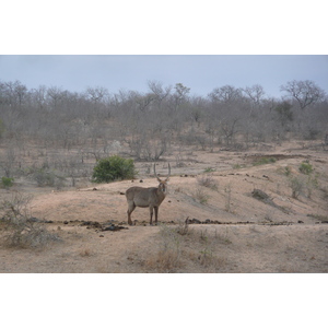 รูปถ่าย แอฟริกาใต้(South Africa) อุทยานแห่งชาติครูเกอร์(Kruger National Park) มปอนโด(Mpondo) 2008-09 21