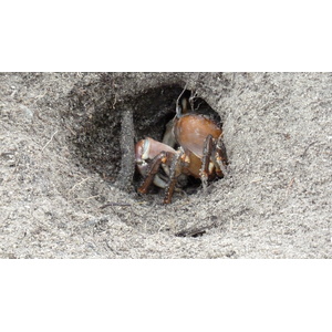 รูปถ่าย เซเชลส์(Seychelles) เกาะกูรีเยิซ(Curieuse) 2011-10 10
