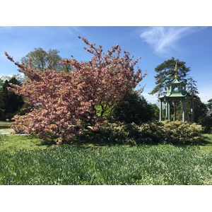 รูปถ่าย ฝรั่งเศส(France) ปารีส(Paris) บากาแตล(Bagatelles) 2017-04 19