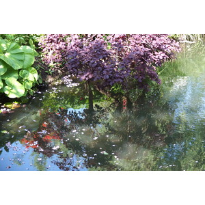 รูปถ่าย ฝรั่งเศส(France) ฌีแวร์นี(Giverny) 2013-06 160