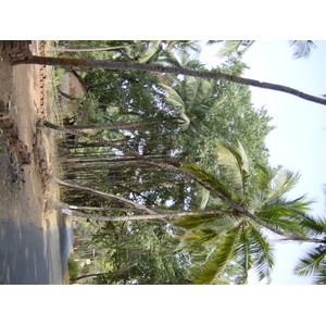 รูปถ่าย อินเดีย(India) กัว(Goa) 2003-05 51