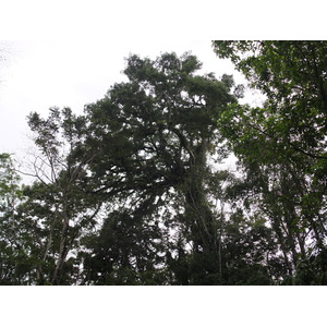 รูปถ่าย คอสตาริกา(Costa Rica) ปวยร์โตเบียโฆเดตาลามังกา(Puerto Viejo de Talamanca) 2015-03 51