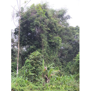 รูปถ่าย คอสตาริกา(Costa Rica) ปวยร์โตเบียโฆเดตาลามังกา(Puerto Viejo de Talamanca) 2015-03 19