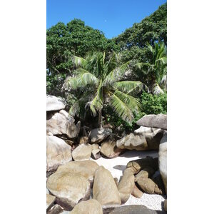รูปถ่าย เซเชลส์(Seychelles) เกาะโกโก้(Coco Island) 2011-10 83