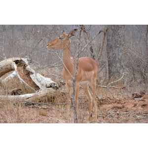 รูปถ่าย แอฟริกาใต้(South Africa) อุทยานแห่งชาติครูเกอร์(Kruger National Park) 2008-09 44