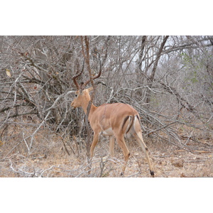 รูปถ่าย แอฟริกาใต้(South Africa) อุทยานแห่งชาติครูเกอร์(Kruger National Park) 2008-09 140