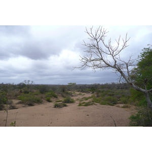 รูปถ่าย แอฟริกาใต้(South Africa) อุทยานแห่งชาติครูเกอร์(Kruger National Park) 2008-09 104