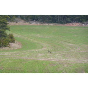 รูปถ่าย ฝรั่งเศส(France) โอบรัก(L'Aubrac) 2008-04 94