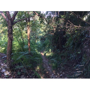 รูปถ่าย ไทย(Thailand) อุทยานแห่งชาติภูหินร่องกล้า(Phu Hin Rong Kla National Park) 2014-12 163