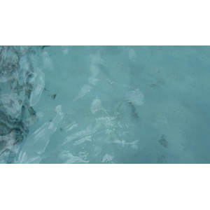 รูปถ่าย เซเชลส์(Seychelles) เกาะโกโก้(Coco Island) 2011-10 75