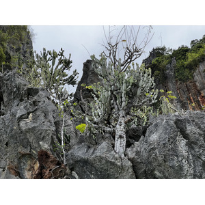 รูปถ่าย ไทย(Thailand) กระบี่(Krabi) 2023-01 332