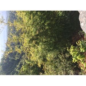 รูปถ่าย ไทย(Thailand) อุทยานแห่งชาติภูหินร่องกล้า(Phu Hin Rong Kla National Park) 2014-12 124